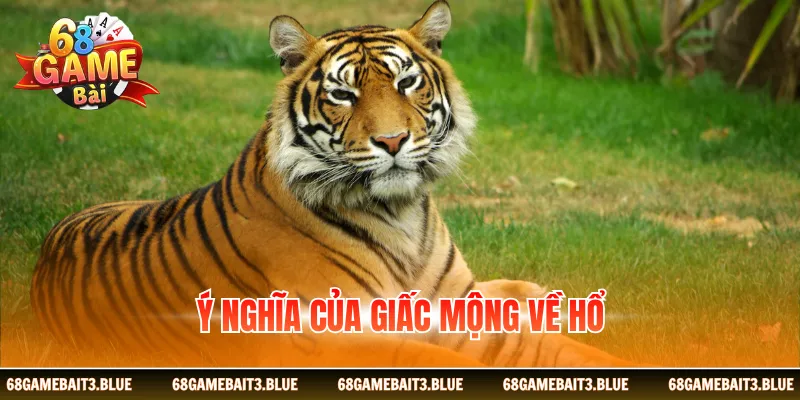 Ý nghĩa của giấc mộng về hổ